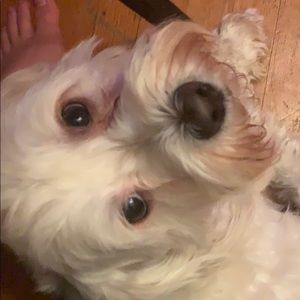 Meet your Posher, Pablo